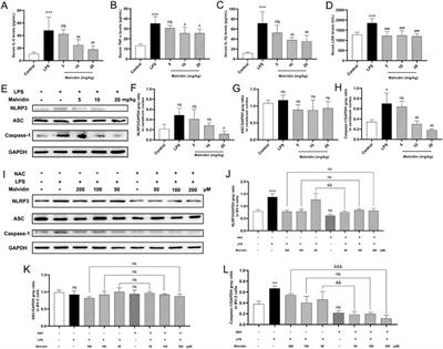 Malvidin alleviates mitochondrial dysfunction and ROS accumulation through activating AMPK-α/UCP2 axis, thereby resisting inflammation and apoptosis in SAE mice